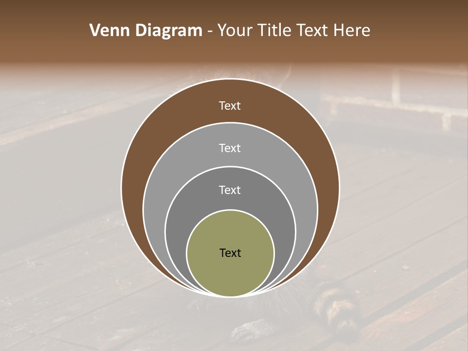 A Spring Raccoon That Lives In An Ohio Suburb - Looks Like He's Begging Or Clapping. PowerPoint Template