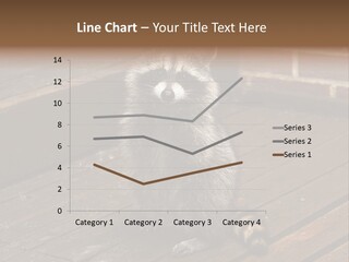 A Spring Raccoon That Lives In An Ohio Suburb - Looks Like He's Begging Or Clapping. PowerPoint Template