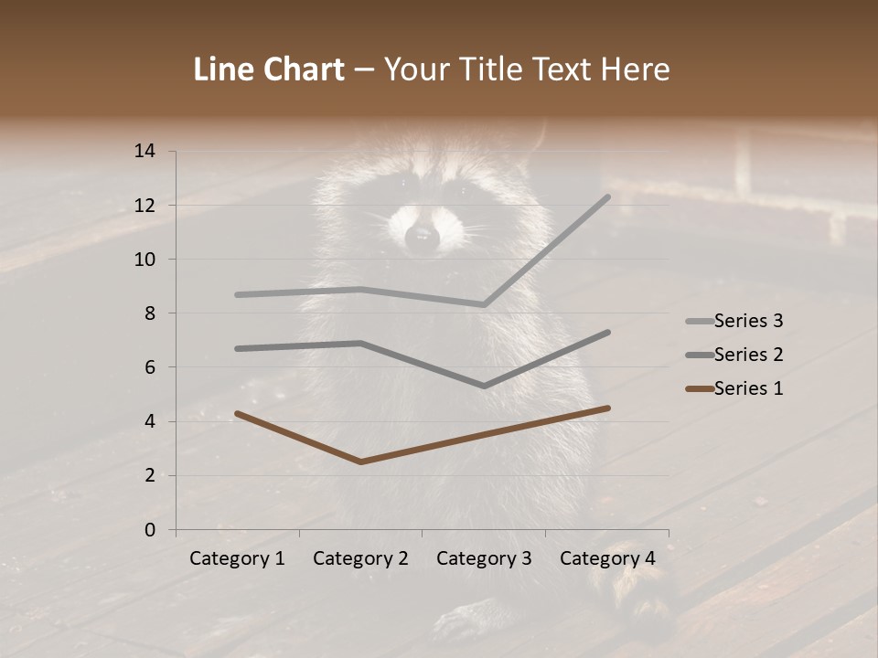 A Spring Raccoon That Lives In An Ohio Suburb - Looks Like He's Begging Or Clapping. PowerPoint Template