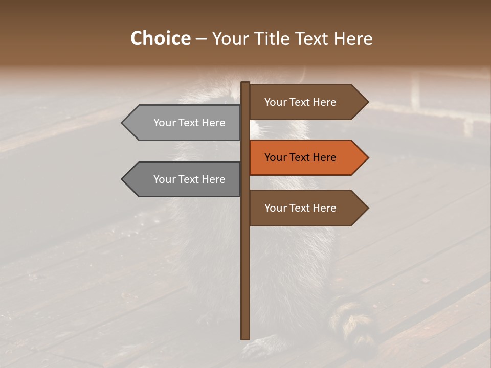 A Spring Raccoon That Lives In An Ohio Suburb - Looks Like He's Begging Or Clapping. PowerPoint Template
