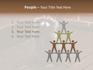 A Spring Raccoon That Lives In An Ohio Suburb - Looks Like He's Begging Or Clapping. PowerPoint Template