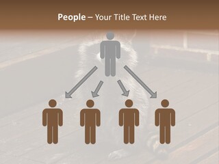 A Spring Raccoon That Lives In An Ohio Suburb - Looks Like He's Begging Or Clapping. PowerPoint Template