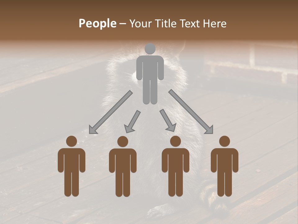 A Spring Raccoon That Lives In An Ohio Suburb - Looks Like He's Begging Or Clapping. PowerPoint Template