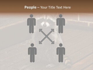 A Spring Raccoon That Lives In An Ohio Suburb - Looks Like He's Begging Or Clapping. PowerPoint Template