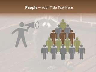 A Spring Raccoon That Lives In An Ohio Suburb - Looks Like He's Begging Or Clapping. PowerPoint Template