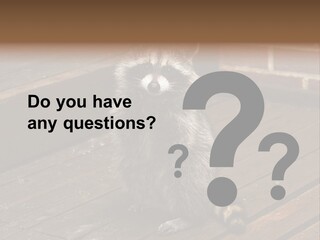 A Spring Raccoon That Lives In An Ohio Suburb - Looks Like He's Begging Or Clapping. PowerPoint Template