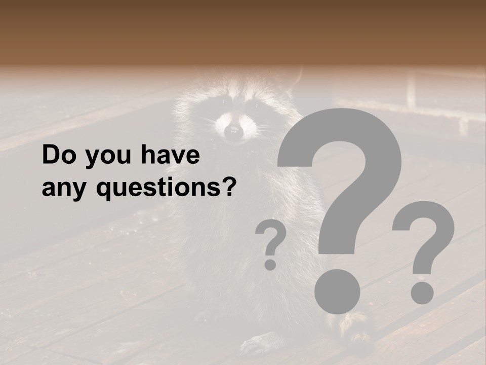 A Spring Raccoon That Lives In An Ohio Suburb - Looks Like He's Begging Or Clapping. PowerPoint Template