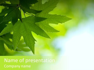 A Green Leaf Is Hanging From A Tree PowerPoint Template