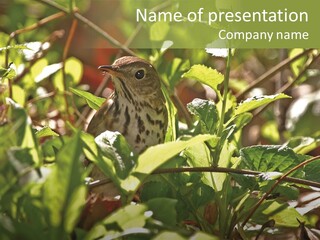 Wood Thrush (Hylocichla Mustelina) In Leaves, Central Park, Ny PowerPoint Template