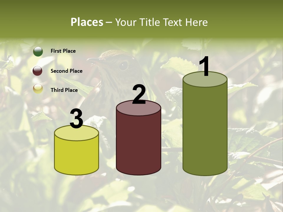 Wood Thrush (Hylocichla Mustelina) In Leaves, Central Park, Ny PowerPoint Template