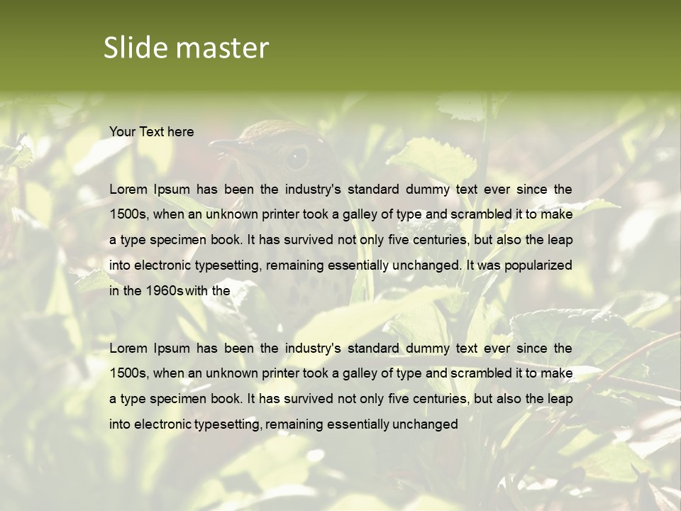 Wood Thrush (Hylocichla Mustelina) In Leaves, Central Park, Ny PowerPoint Template