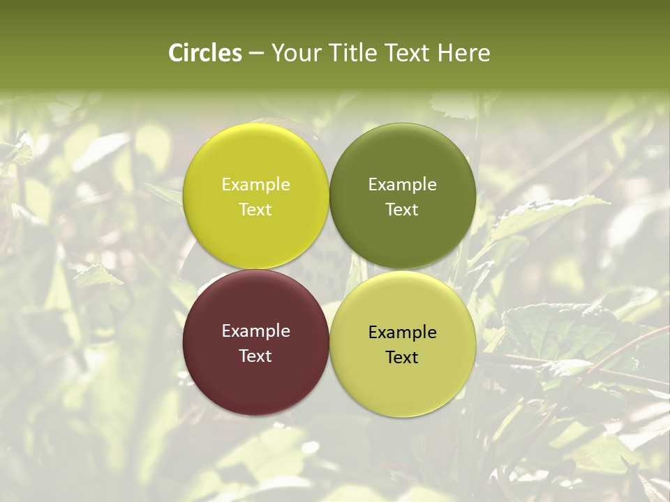 Wood Thrush (Hylocichla Mustelina) In Leaves, Central Park, Ny PowerPoint Template