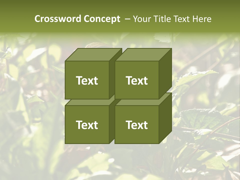 Wood Thrush (Hylocichla Mustelina) In Leaves, Central Park, Ny PowerPoint Template