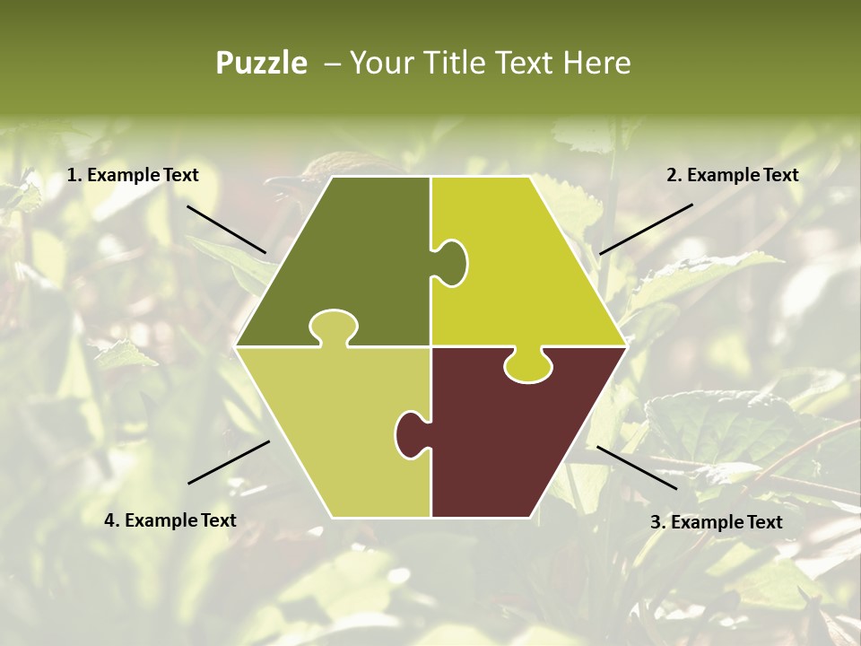 Wood Thrush (Hylocichla Mustelina) In Leaves, Central Park, Ny PowerPoint Template