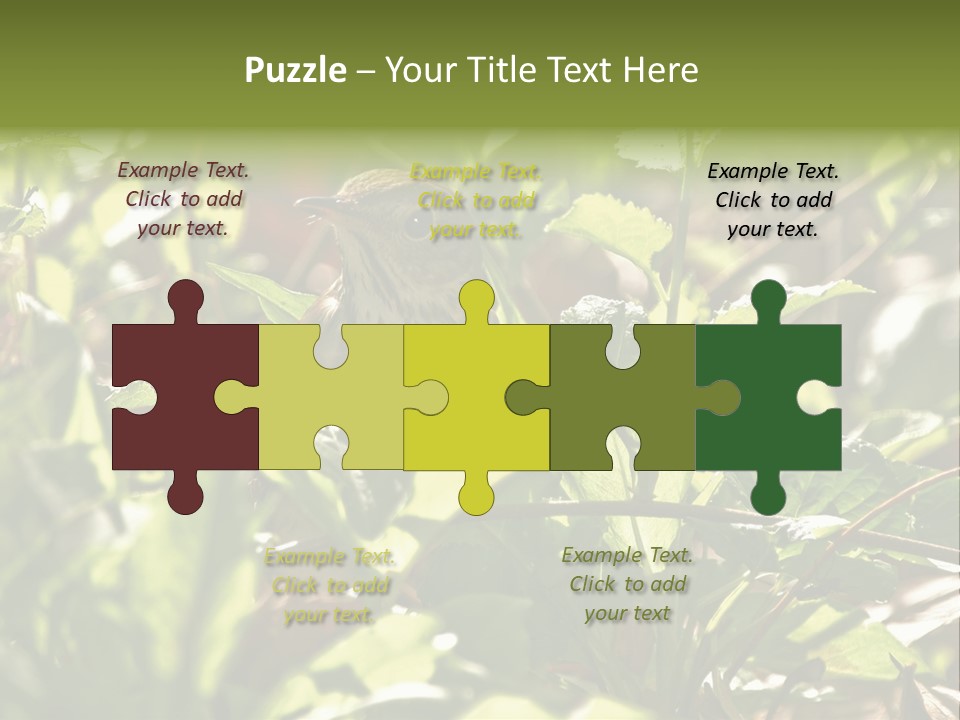 Wood Thrush (Hylocichla Mustelina) In Leaves, Central Park, Ny PowerPoint Template