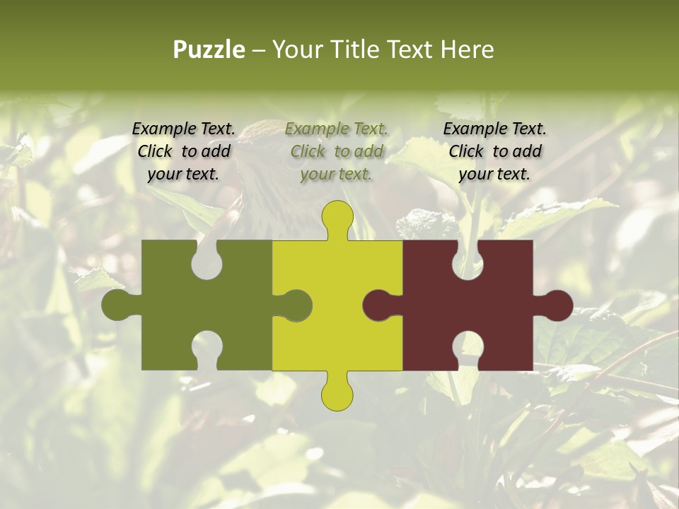 Wood Thrush (Hylocichla Mustelina) In Leaves, Central Park, Ny PowerPoint Template