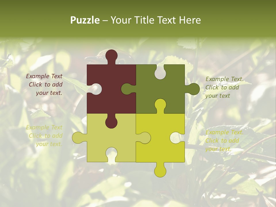 Wood Thrush (Hylocichla Mustelina) In Leaves, Central Park, Ny PowerPoint Template