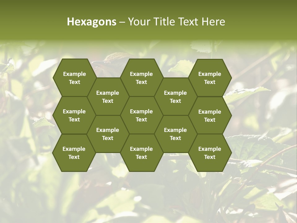 Wood Thrush (Hylocichla Mustelina) In Leaves, Central Park, Ny PowerPoint Template