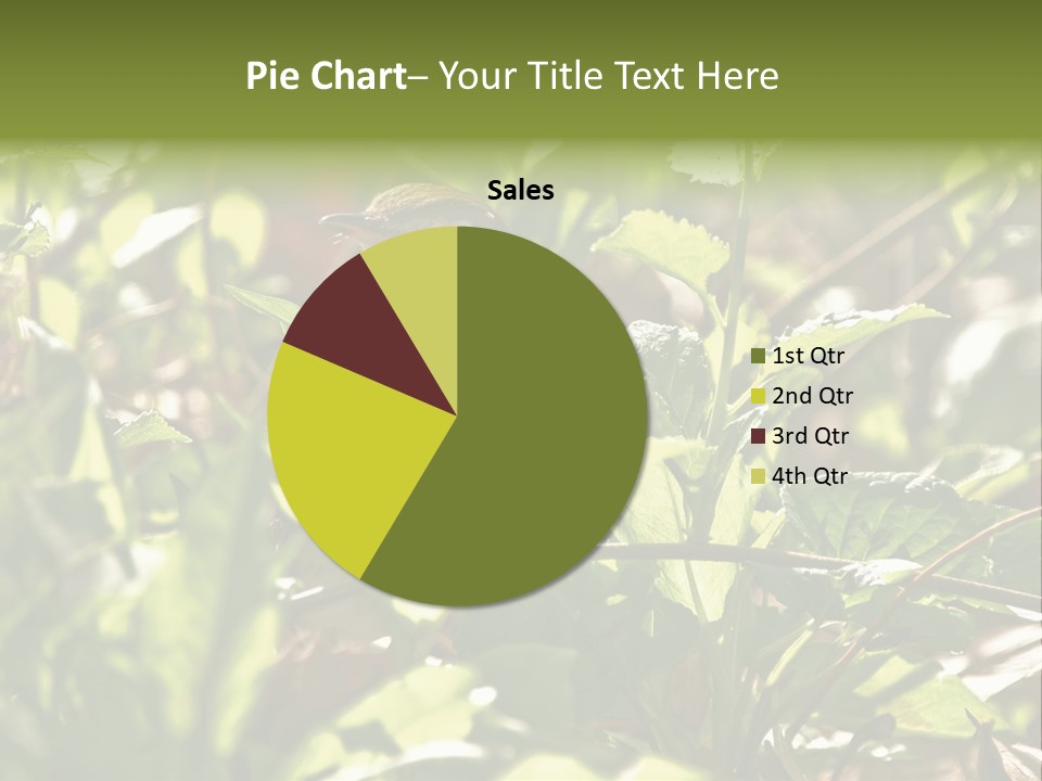 Wood Thrush (Hylocichla Mustelina) In Leaves, Central Park, Ny PowerPoint Template