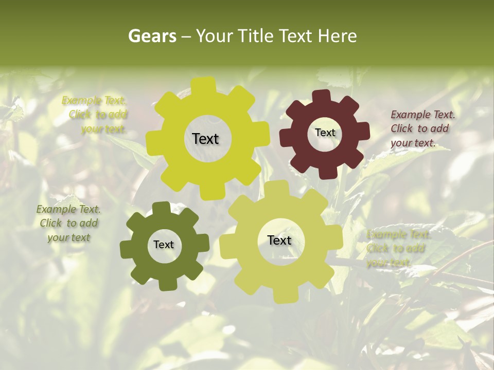 Wood Thrush (Hylocichla Mustelina) In Leaves, Central Park, Ny PowerPoint Template