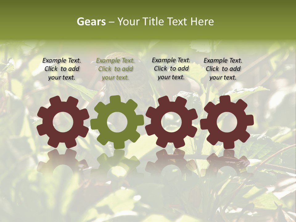 Wood Thrush (Hylocichla Mustelina) In Leaves, Central Park, Ny PowerPoint Template