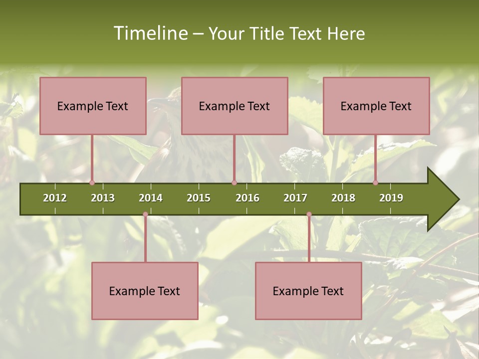 Wood Thrush (Hylocichla Mustelina) In Leaves, Central Park, Ny PowerPoint Template