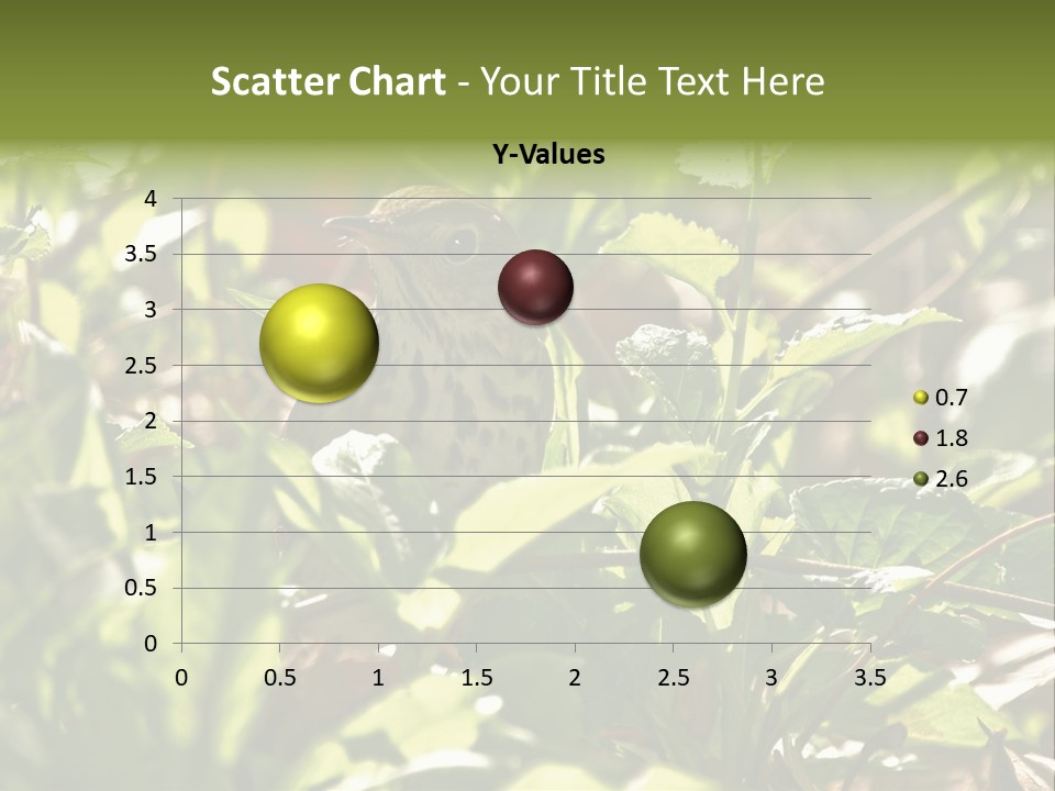 Wood Thrush (Hylocichla Mustelina) In Leaves, Central Park, Ny PowerPoint Template