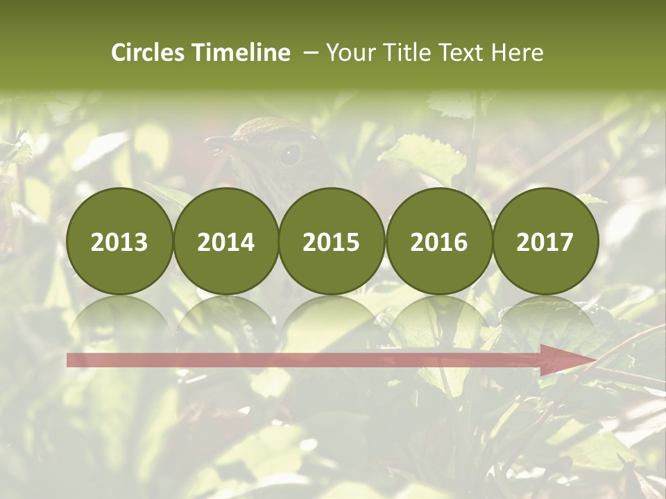 Wood Thrush (Hylocichla Mustelina) In Leaves, Central Park, Ny PowerPoint Template