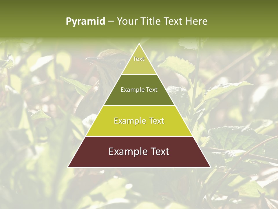 Wood Thrush (Hylocichla Mustelina) In Leaves, Central Park, Ny PowerPoint Template