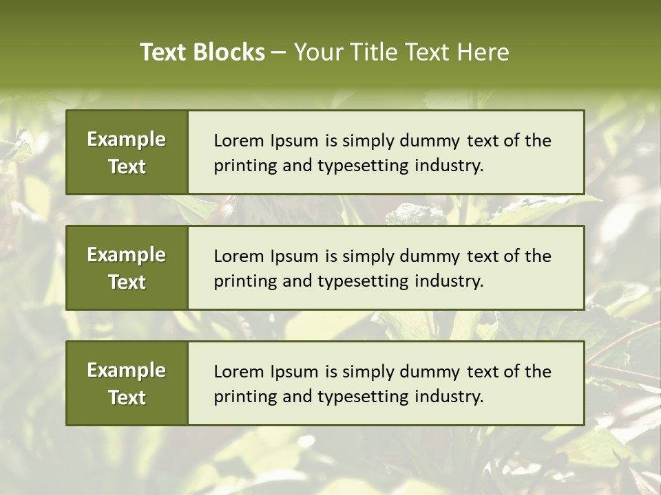 Wood Thrush (Hylocichla Mustelina) In Leaves, Central Park, Ny PowerPoint Template