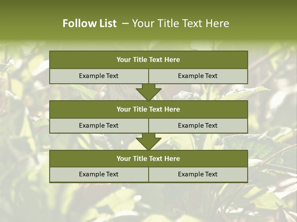 Wood Thrush (Hylocichla Mustelina) In Leaves, Central Park, Ny PowerPoint Template