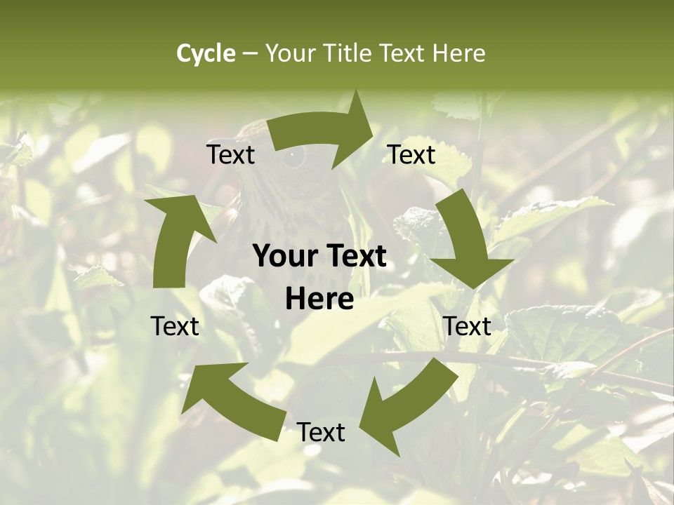 Wood Thrush (Hylocichla Mustelina) In Leaves, Central Park, Ny PowerPoint Template