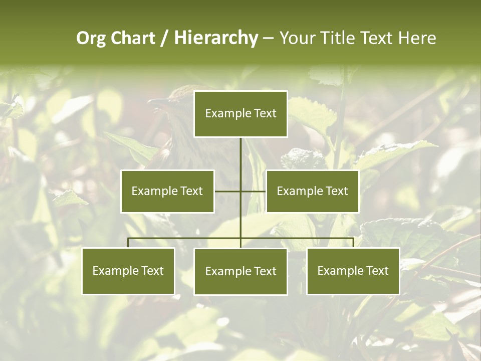 Wood Thrush (Hylocichla Mustelina) In Leaves, Central Park, Ny PowerPoint Template