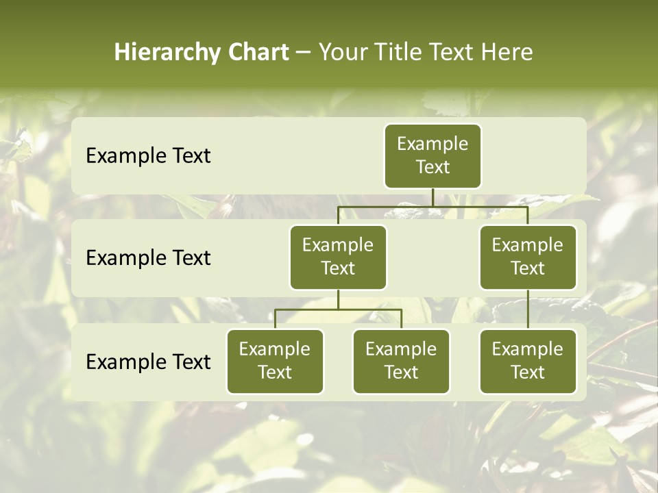 Wood Thrush (Hylocichla Mustelina) In Leaves, Central Park, Ny PowerPoint Template