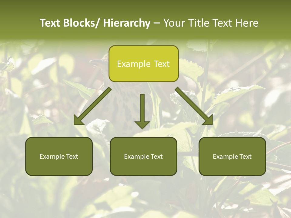Wood Thrush (Hylocichla Mustelina) In Leaves, Central Park, Ny PowerPoint Template