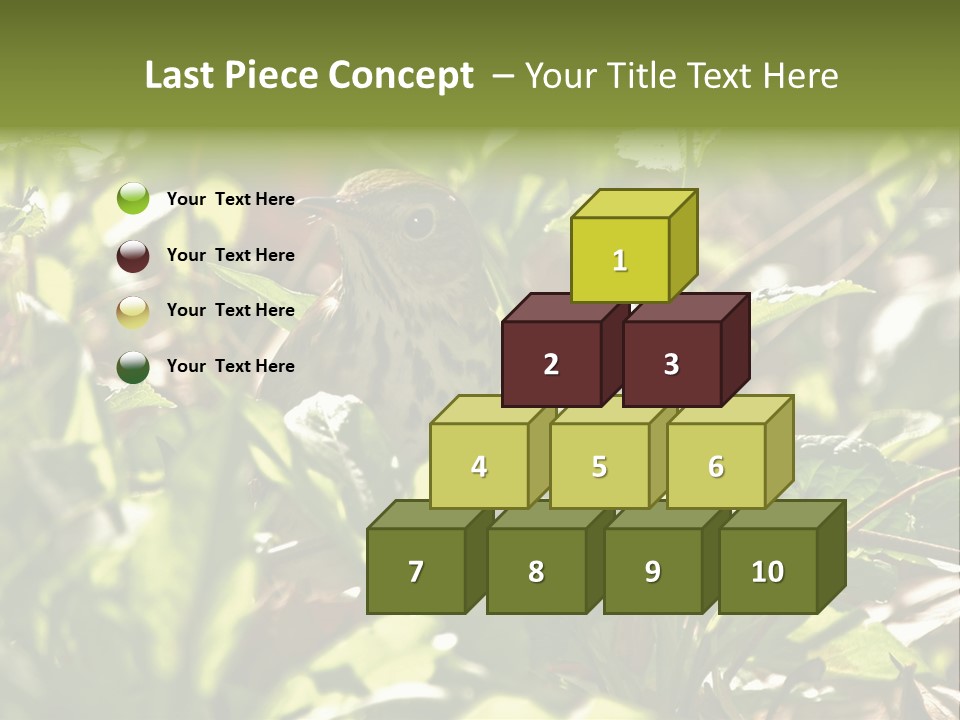 Wood Thrush (Hylocichla Mustelina) In Leaves, Central Park, Ny PowerPoint Template