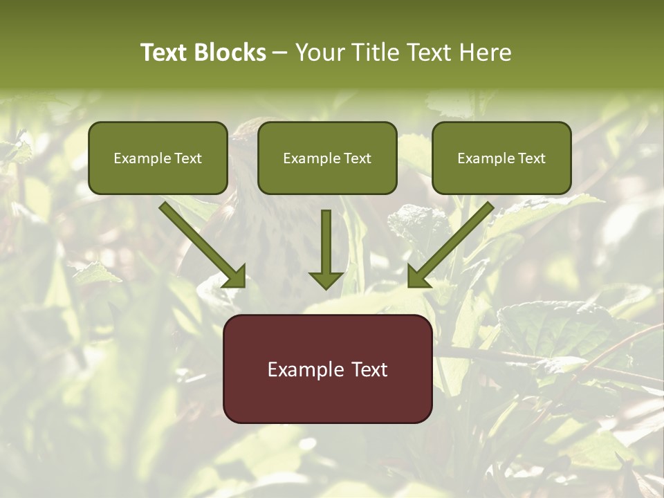 Wood Thrush (Hylocichla Mustelina) In Leaves, Central Park, Ny PowerPoint Template