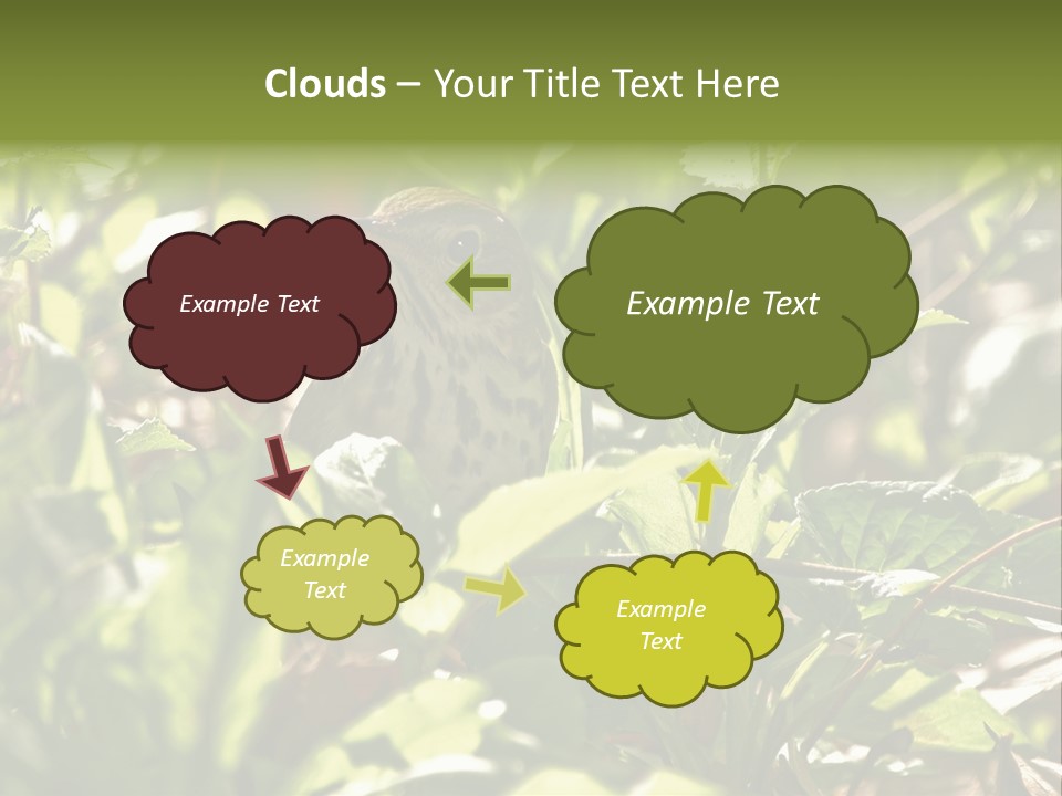 Wood Thrush (Hylocichla Mustelina) In Leaves, Central Park, Ny PowerPoint Template