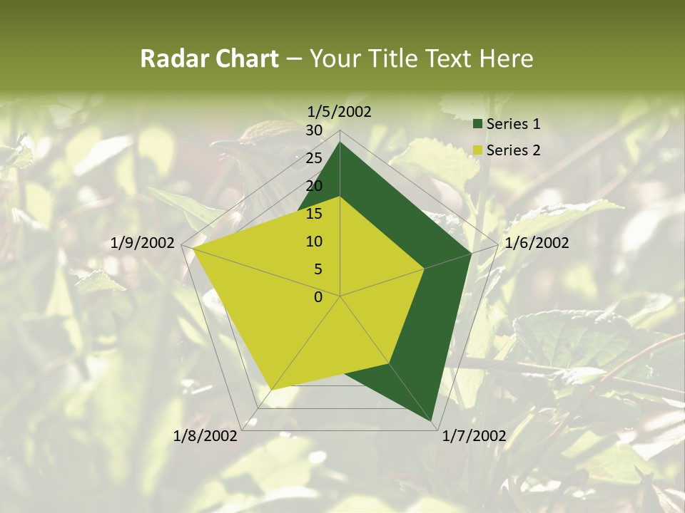 Wood Thrush (Hylocichla Mustelina) In Leaves, Central Park, Ny PowerPoint Template