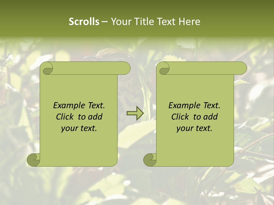 Wood Thrush (Hylocichla Mustelina) In Leaves, Central Park, Ny PowerPoint Template