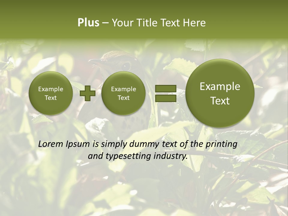 Wood Thrush (Hylocichla Mustelina) In Leaves, Central Park, Ny PowerPoint Template