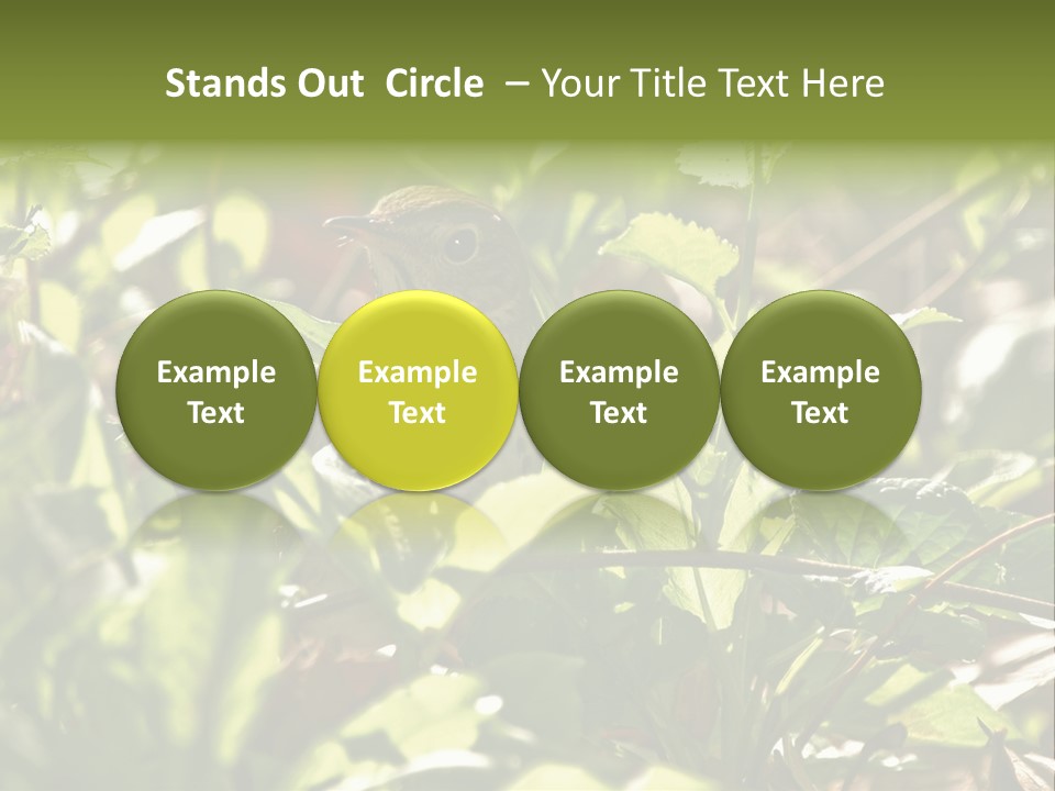 Wood Thrush (Hylocichla Mustelina) In Leaves, Central Park, Ny PowerPoint Template