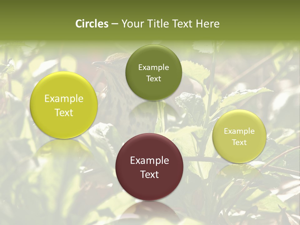 Wood Thrush (Hylocichla Mustelina) In Leaves, Central Park, Ny PowerPoint Template