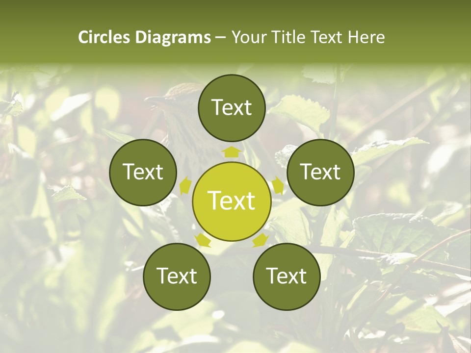 Wood Thrush (Hylocichla Mustelina) In Leaves, Central Park, Ny PowerPoint Template