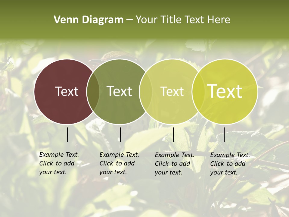 Wood Thrush (Hylocichla Mustelina) In Leaves, Central Park, Ny PowerPoint Template