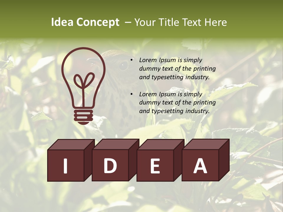 Wood Thrush (Hylocichla Mustelina) In Leaves, Central Park, Ny PowerPoint Template