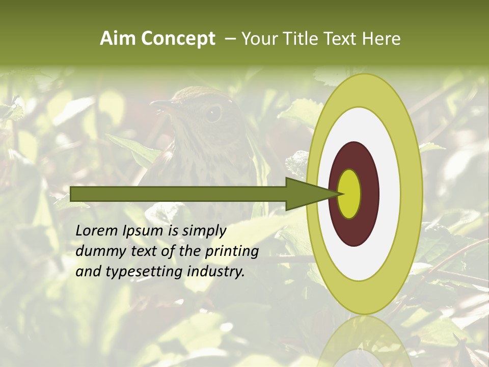 Wood Thrush (Hylocichla Mustelina) In Leaves, Central Park, Ny PowerPoint Template