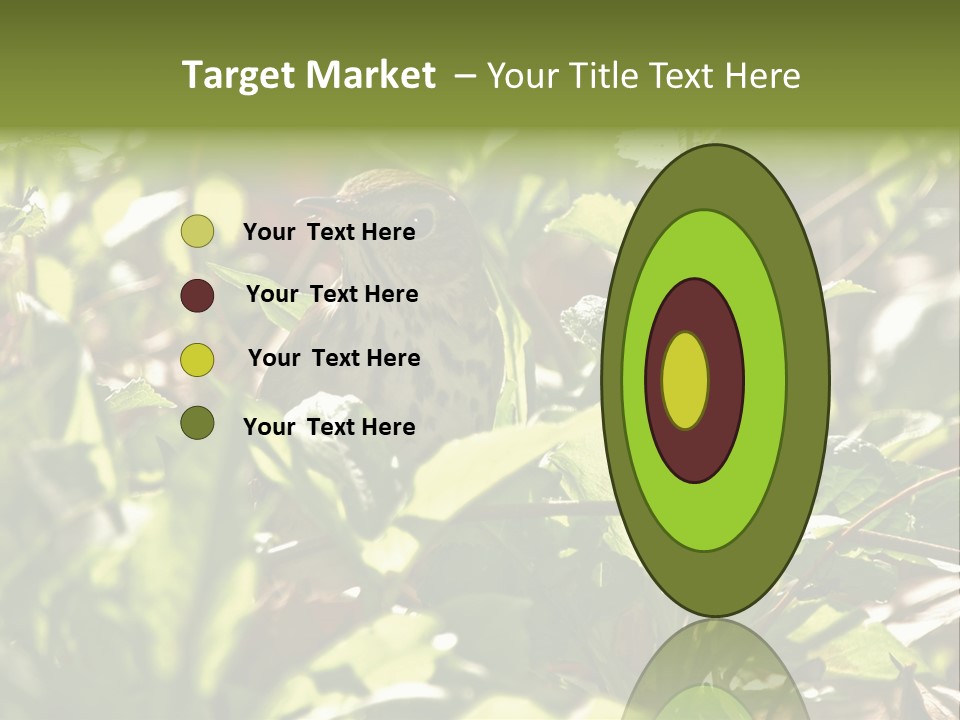 Wood Thrush (Hylocichla Mustelina) In Leaves, Central Park, Ny PowerPoint Template