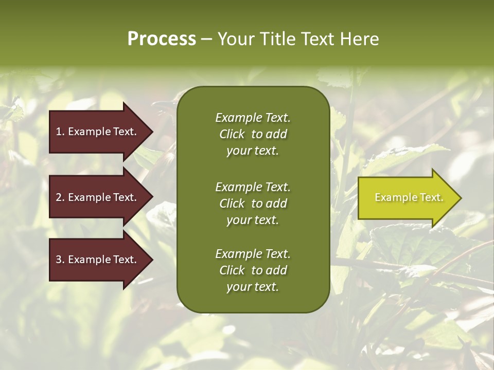 Wood Thrush (Hylocichla Mustelina) In Leaves, Central Park, Ny PowerPoint Template