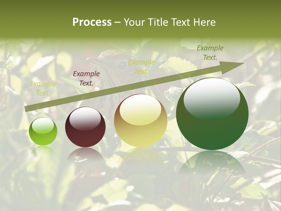 Wood Thrush (Hylocichla Mustelina) In Leaves, Central Park, Ny PowerPoint Template